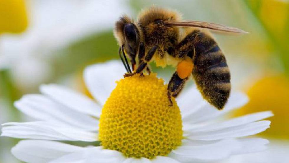 Resultado de imagen para abejas