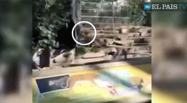Así atacaron a un hombre los leones del zoo de Barcelona | Vídeos | EL PAÍS