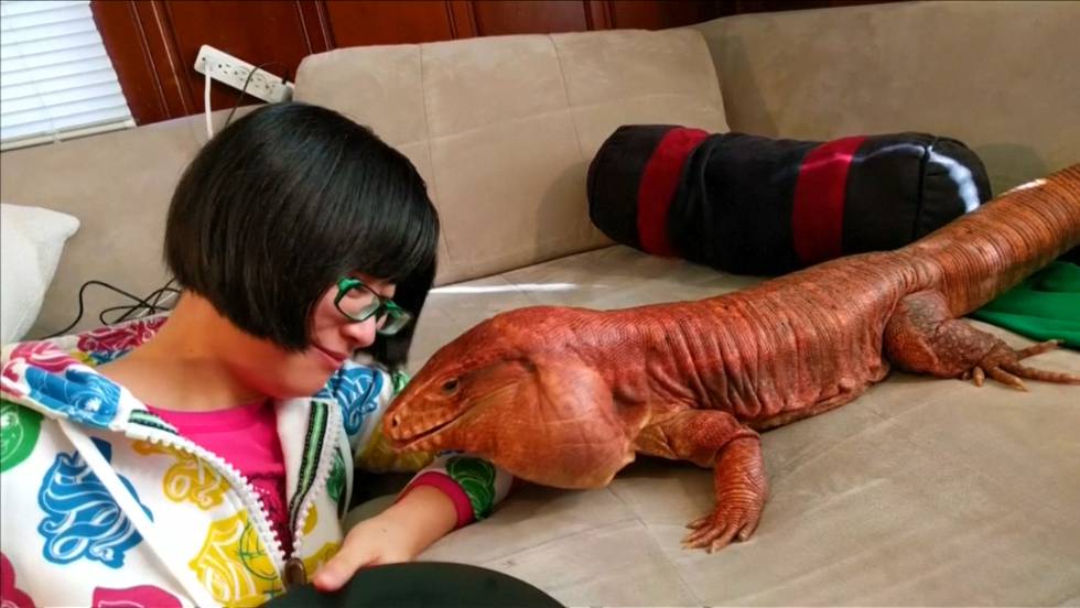 desenterrar Colgar declaración La chica que duerme con un lagarto gigante | Vídeos | EL PAÍS