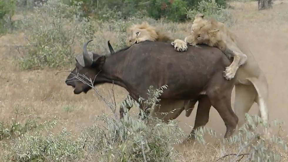 Top 84+ imagen peleas de leones contra bufalos