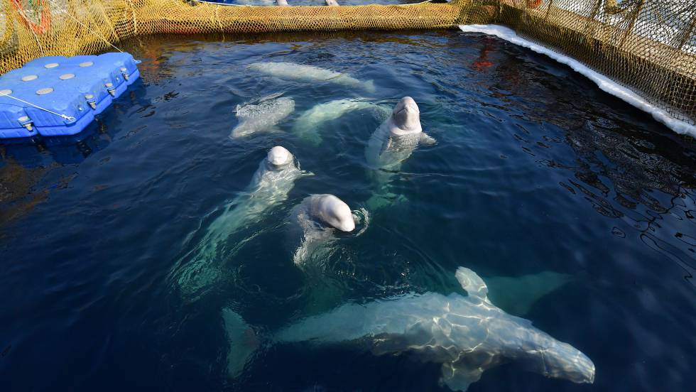 La ‘cárcel’ de ballenas del lejano Oriente ruso 1552324416_462403_1552403398_noticia_fotograma